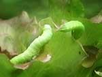 small-green-caterpillars_01